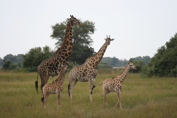 Fototapeta premium Parents of giraffes are enjoying at Chobe National Park in Republic of Botswana
