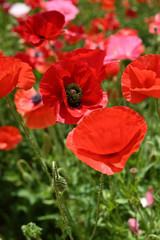 シャレーポピー