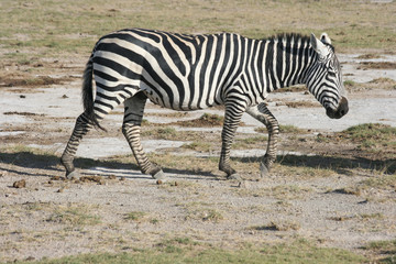 Fototapeta na wymiar Zebra at Amboseli National Park in Kenya