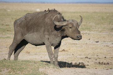 Obraz premium Birds resting in buffalo in Amboseli National Park