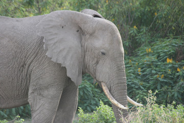 An elephant walking in Amboseli National Park