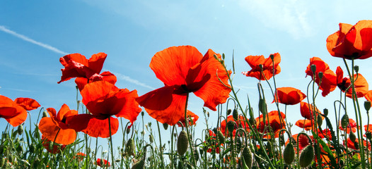 Wide angle shot of a spring meadow with red poppy, sky, clouds and sun