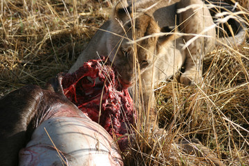 Lion is eating prey in Maasai Mara National Reserve
