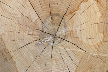 Fototapeta premium Baumstamm Maserung Alter