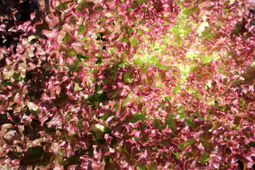 Salat Lollo Rosso nah