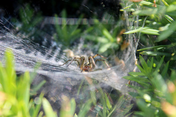 Spinne lauert im Netz