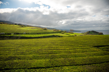 Azorean tea farm on Sao Miguel Island, Azores, Portugual. Only tea farm in Europe