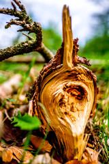 roots of an old tree