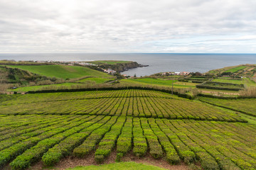 Fototapeta na wymiar Azorean tea farm on Sao Miguel Island, Azores, Portugual. Only tea farm in Europe