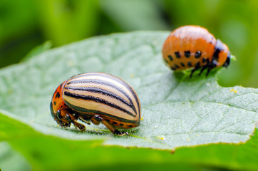 Colorado potato beetle and red larva crawling and eating potato leaves