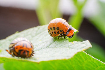 Red larva of the Colorado potato beetle eats potato leaves