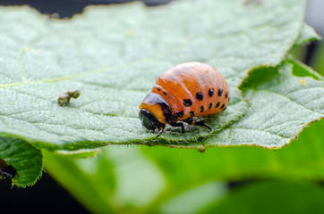 Red larva of the Colorado potato beetle eats potato leaves