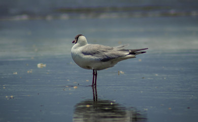 Bird stay alone in the seashore
