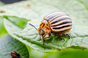 Colorado potato beetle crawling on potato leaves