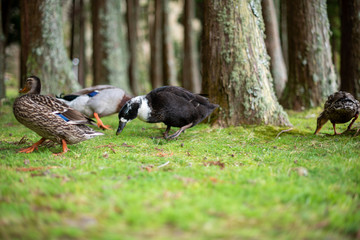 Happy ducks feeding in the Azorean forest in Furnas, Sao Miguel Island, Azores, Portugal