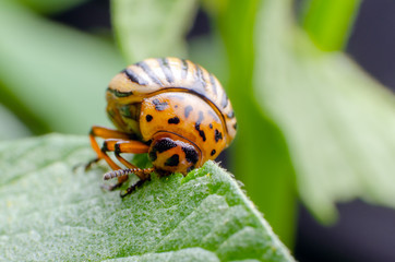 Colorado potato beetle eats green potato leaves