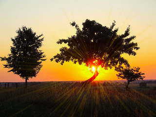 Silhouette of a tree with leaves on a sunset background.