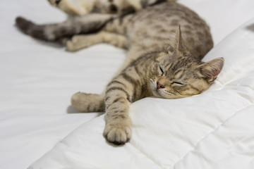 A beautiful ginger cat sleep on white bed