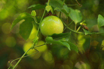 tender passion fruit in my garden