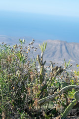 Obraz premium A look at the island Tenerife from the mountains