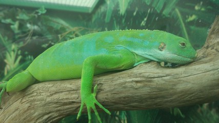 lizard on tree