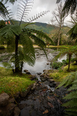Pond in Parque Terra Nostra, Furnas, Sao Miguel Island, Azores, Portugal
