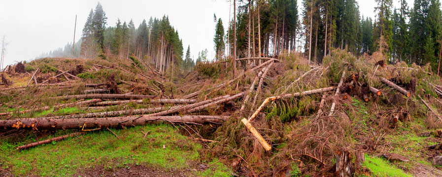 Effetti della tempesta Vaia nel bosco