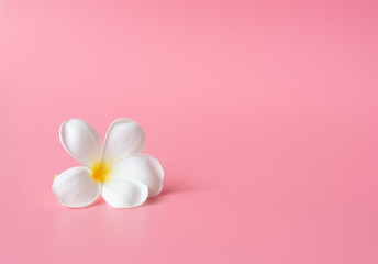 Beautiful white Plumeria flower on pink background - obrazy, fototapety, plakaty