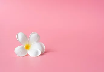 Rolgordijnen Beautiful white Plumeria flower on pink background © jcsmilly