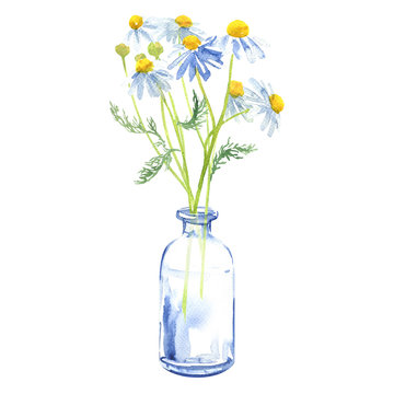 Bouquet of garden chamomile flowers in a glass vase or bottle, chamomile daisy, camomile plant, isolated, hand drawn watercolor illustration on white background