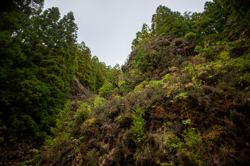Indigenous flora in Sao Miguel Island, Azores, Portugal