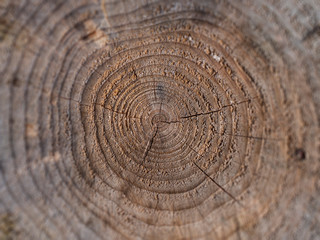 Zooming into the rings of a tree, a time travel picture of sorts, shot in Ostrobotnia, Finland