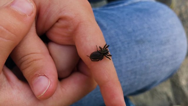 Black spider on the hand of a child.