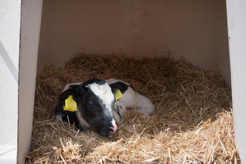 black and white newborn calf in straw on dutch farm in holland