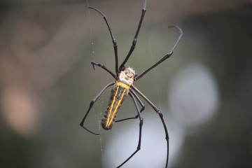 spider n web