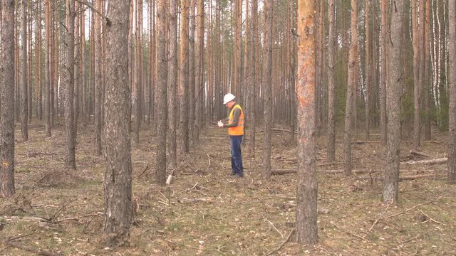 Young caucasian male forester inspects trees in the forest for damage and a bark beetle, sanitary felling of the forest