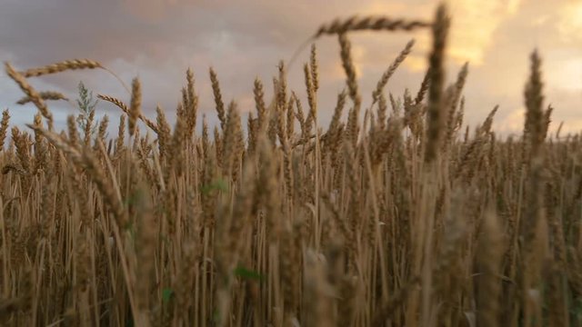 Wheat field at sunset