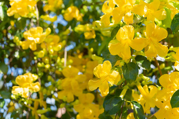 Beautiful yellow flowers with green leaves  background ,Cat's Claw, Catclaw Vine, Cat's Claw...