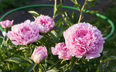 Shrub pink peonies in the garden