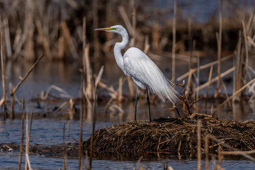 Great Egret (Ardea alba) in breeding plumage standing on a nest in a marsh.
