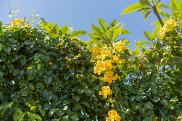 Beautiful yellow flowers with green leaves against summer blue sky background,Cat's Claw, Catclaw Vine, Cat's Claw Creeper plants