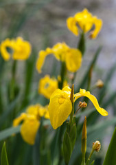 Obraz premium Yellow iris flowers in the garden on a summer day on black background