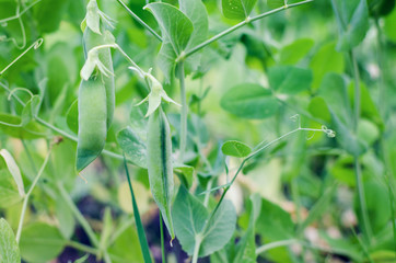 Fototapeta na wymiar Pods of green peas grow on the garden