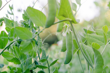 Pods of green peas grow on the garden