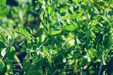 Pods of green peas grow on the garden
