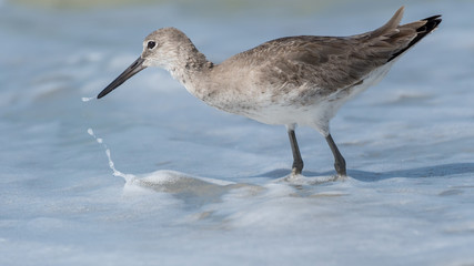 Willet searching for food