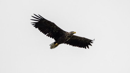 Isolated single white tail eagle soaring in the sky- Danube Delta Romania