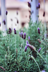 beautiful lavander
