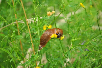 snail on the flower