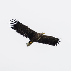 Isolated single white tail eagle soaring in the sky- Danube Delta Romania
